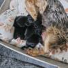 Yorkie pups avai Reserve now!