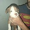 PITBULL PUPPIES FOR SALE MALE AND FEMALE