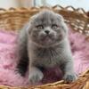NEW Elite Scottish fold kitten from Europe with excellent pedigree, female. Pretty