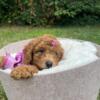 MINI GOLDEN DOODLE puppies and more
