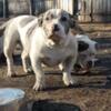 6 month Pocket Blue white Merle female american bully and mostly All white boy available