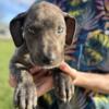 READY NOW! Great Danes-price REDUCED!