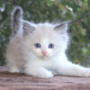 Ragdoll Kitten Kittens Male Female Blue Lilac Point Pointed Bicolor White Mitted For Sale Purebred TICA Family Raised