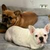 French Bulldog puppies 3 left two girls and one boy
