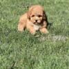 MALE TOY POODLE FOR SALE