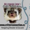 Hedgehog ~ Educational Visit