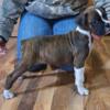 AKC champion lined Boxer puppies