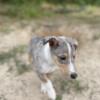 AKC Rough/Smooth Collies 2 litters