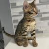 Bengal boy kitten. 9 weeks old ready for new home.
