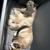 Siamese kittens ready in June