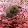 Holland Lop Bunny Rabbit Dwarf Loving Bunnies NJ