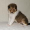 #1 sable femaleSweet collie puppies, all normal clear of CEA