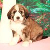 Bernedoodle puppies - Tri colors - Available now.  Prettiest puppies in the country!
