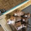 XL Bully Red nose pit mix puppies looking for their forever homes