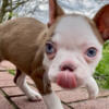 YoYo is a loving little female red & white Boston Terrier puppy.
