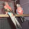 Rosy Bourke Parakeets Michigan