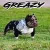 Gripp Tyte's Ball Greezy Proven PRODUCERis open for stud
