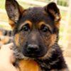 German Shepherd Puppies - $2,500