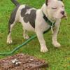 11 month old Male American Bully