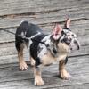 Beautiful tri coco Merle boy available