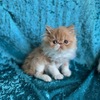 CFA Persian and Exotic Shorthair/Longhair Kittens