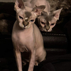 Sphynx kittens are ready to go!