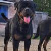 German Rottweiler Stud Services! AKC Registered w/Great Lines! Great Price!