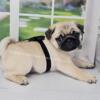 Clear Genectics - GCH Sired - Fawn Male Pug Puppy - Ready Now