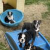 4 Female AKC English Bulldog Puppies
