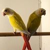 Green Cheek Conures babies and pairs