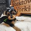 Yorkie puppy ready for her new home!