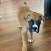 Boxer puppies available now