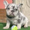 Parri French Bulldog male puppy for sale. $2,200