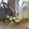 Rabbits for sale in Homestead Fl