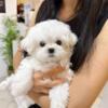 Striking And Healthy Male Maltese For Sell