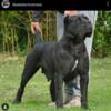 Cane Corso Pup 6 mo CRATE TRAINED