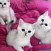 British Shorthair Black Silver Shaded kittens with green eyes