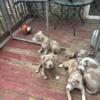 Registered Vaccine dewormed Merle American Bully Puppies