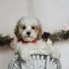 Cute Maltipoo puppies ready for their forever homes!
