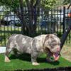 Beautiful Tri Merle 6month old male