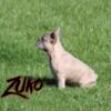 French bulldog- Zuko