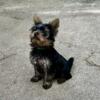 AKC Yorkshire Terrier Male Puppies. TINY