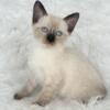 Siamese kittens for adoption