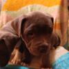 American Pitbull Terrier Puppies