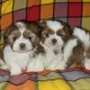 Male and female Shorkie puppies