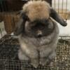 Holland Lop Doe looking for loving forever home