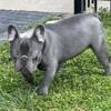 IMPORTED LILAC FRENCHIE AVAILABLE