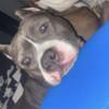 Beautiful American Bully Looking For Home