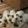Perfect little Ragdoll kittens!