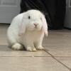 Holland lop bunnies available